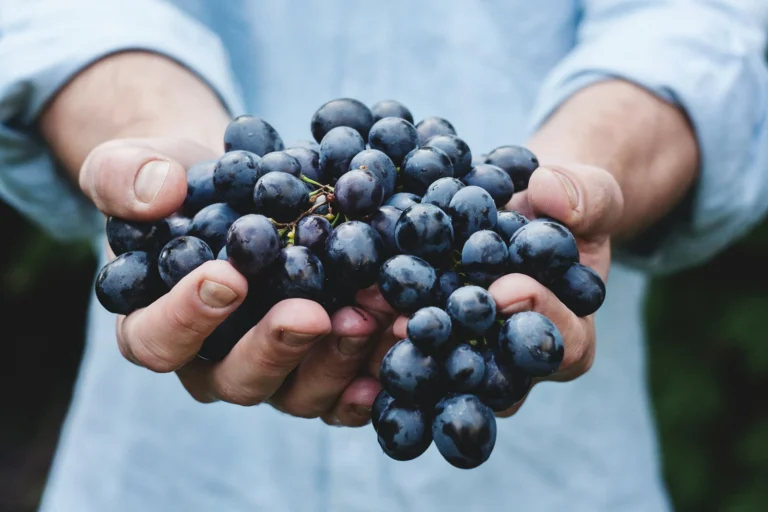 Lisbon's Vineyard Getaways 3 Unforgettable Wine Tasting Day Trips